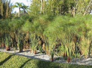 500,000 ancient papyri are preserved in the world, a good part accessible through the internet 