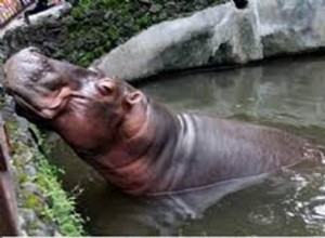 32. Gambira Loka Zoo 