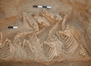 The first most beautiful conquest of the human being was... a donkey 