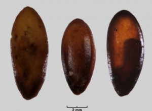 Prehistoric Melon Seeds Found in Sardinia 